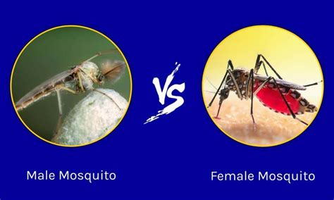 Male Vs Female Mosquito The Key Differences A Z Animals
