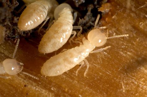 termite control bug squad and pow exterminating inc
