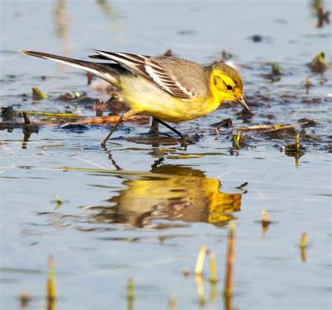 Western Yellow Wagtail Motacilla Flava In Pond Stock Image Image Of