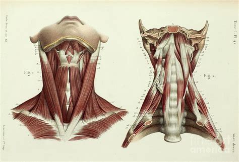 Neck And Prevertebral Muscles Photograph By Science Photo Library Pixels