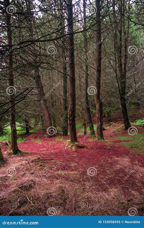 Magical Fairytale Forest With Evergreen Trees And Hiking Trails At