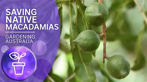 Fresh from australian grown farms and hand packed. Saving Australia's native macadamia nuts - YouTube