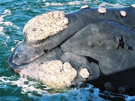 Whale Watching Walker Bay South Africa Suemtravels