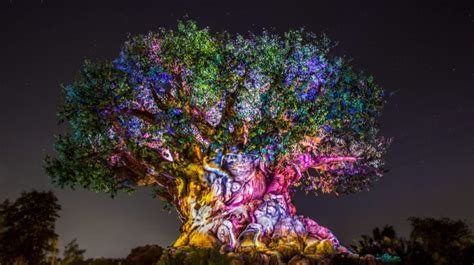 Disney's Animal Kingdom's Top 5 Table Service Restaurants – Theme Park Best