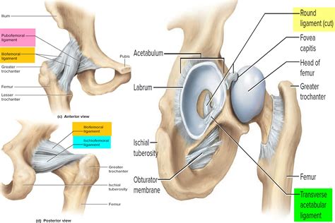 It's looseness allows the extreme the coracohumeral, glenohumeral. Ligaments - Thumb, Shoulder, Elbow, Hip, Knee and Ankle ...