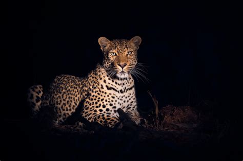 A Guide To High Iso Photography For Nature Photographers