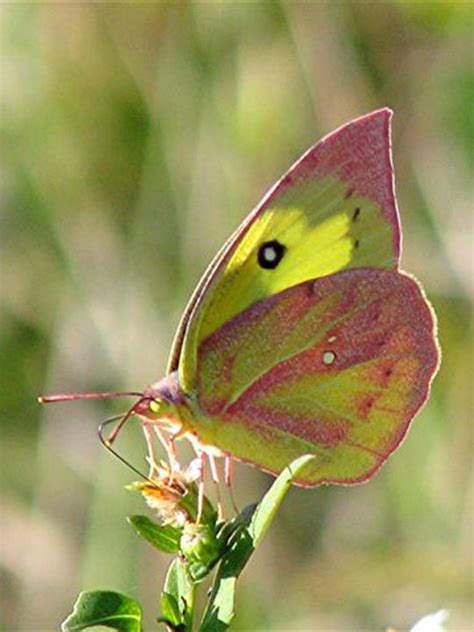 390 Best Butterflies Butterfly Caterpillars With Their