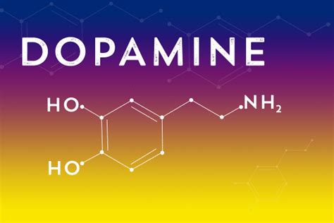Why Understanding Dopamine Is Crucial To Treating Opioid Addiction Drug And Alcohol Rehab