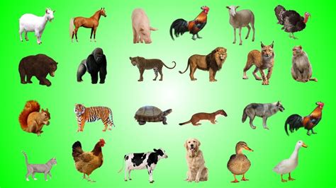 Lets Learn About Animals Names For Kids Children Toddlers