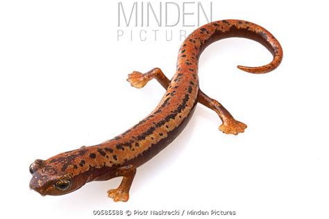 Mexican Mushroomtongue Salamander Stock Photo Minden Pictures