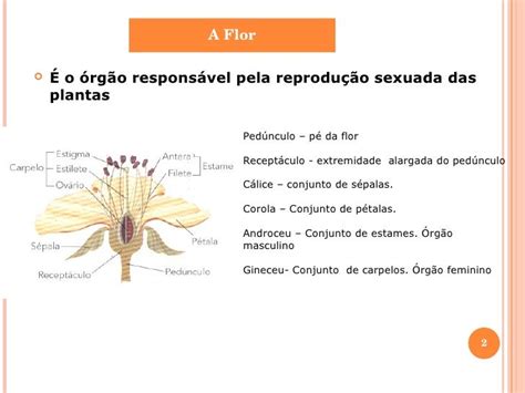 Plantas Sem Flor