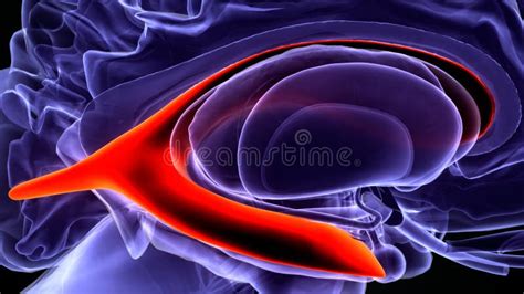 3d Illustration Of Human Brain Lateral Ventricle Anatomy Stock