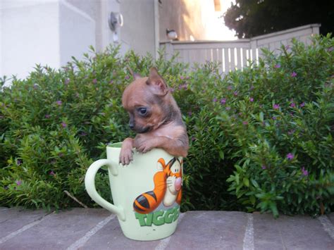 Check out our teacup chihuahua selection for the very best in unique or custom, handmade pieces from our pet jackets & hoodies shops. Specializing in Teacup Chihuahua Puppies for sale ...