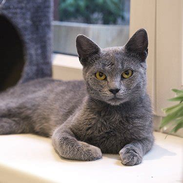 I have been feeding and taking care of of this male cat for over a year now, i also had him neutered, but now with covid i can no longer take care of him, as i. Russian Blue Cat Breeders Near Me