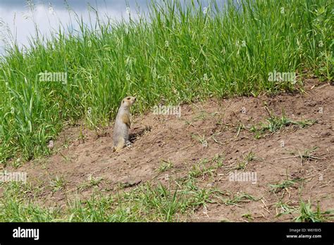 The Gopher On Guard Animals In The Wild Nature The Gophers Climbed
