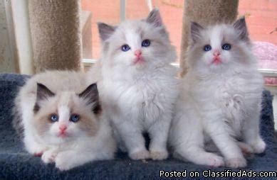 Pic hide this posting restore restore this posting. Kitty cats in my life: Purebred Ragdoll kittens for sale ...