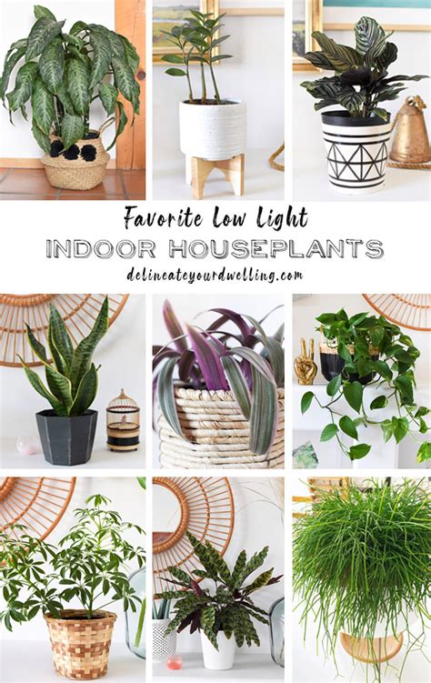 Houseplants For Low Light Rooms Shelly Lighting