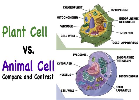 The number of mitochondria in a cell depends on the type of the cell and it's function. Compare and Contrast: Chloroplasts and Mitochondria ...