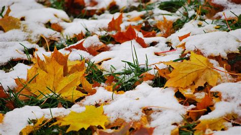 Melting Snow On Fallen Leaves Wallpaper Nature Wallpapers 15492