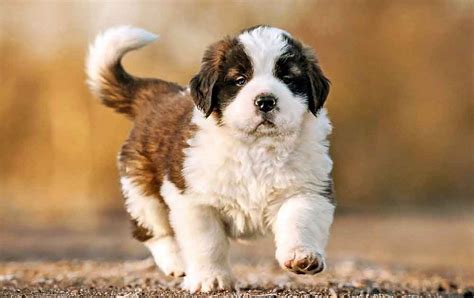 St Bernard Puppies Rules Of Care And Education Pets Feed