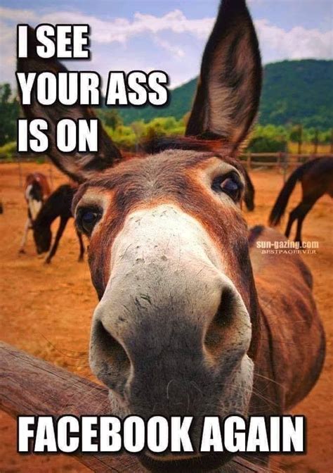 Pin By Jenny Burger On Laughs Donkey Funny Funny Animal Quotes