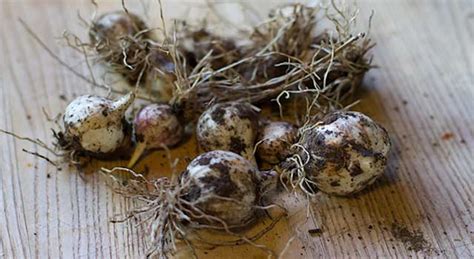 6 Important Tips To Grow Garlic Indoors In Containers