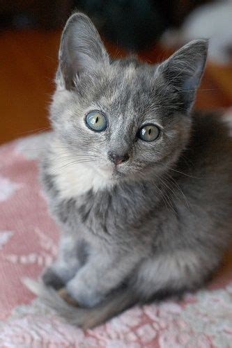 2037 Best Images About Cute As A Kitten On Pinterest