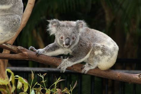 무료 이미지 야생 생물 동물원 포유 동물 동물 상 오스트레일리아 척골가 있는 코알라 유대 동물 3888x2592