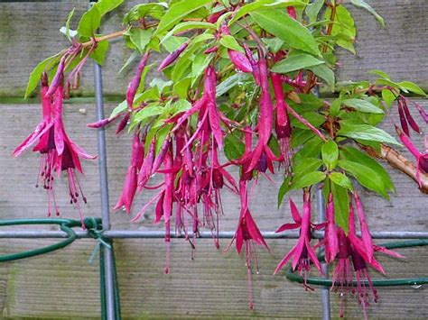 Found nation vs mighty zulu kingz top 16 stance x freestyle session udeftour org. Zulu King