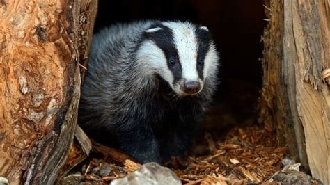 New Irish Selective Badger Cull Risks Spreading Bovine Tb Scientists