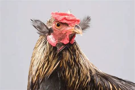 Weird Unusual Chicken Breeds