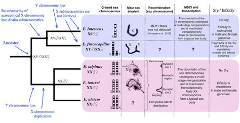 Evolutionary Patterns Of Sex Chromosome Composition G Band Giemsa