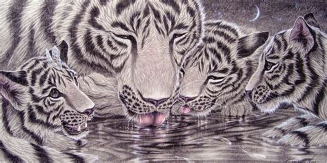 Tigers Drinking Kentaro Nishino Japanese Artist Tiger Painting