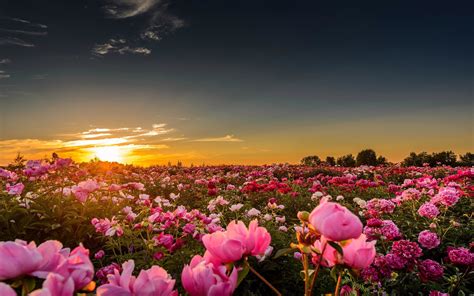 Pink Flowers Field With Peony Horizon Sunlight Sun Sunset Wallpaper Hd