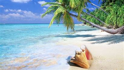 Tropical Beach Ocean Water Palm Sandy Desktop