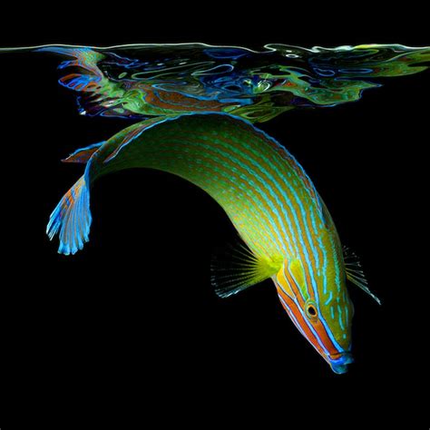 Bright Neon Portraits Of Exotic Life Underwater