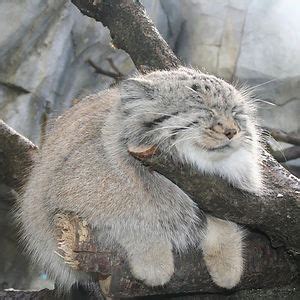 Andean mountain cat facts | cat's habitat, diet, distribution. Chinese Mountain Cat (Felis Bieti) | Bored Panda
