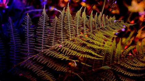 Nature Fern 4k Ultra Hd Wallpaper By Klaus Montag