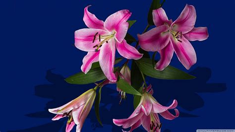 Pink Lily Flowers Ultra Hd Desktop Background Wallpaper For 4k Uhd Tv