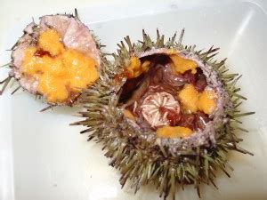 Green sea urchins can grow to about 3 across, and 1.5 high. Green Sea Urchin Aquaculture - Center for Cooperative ...