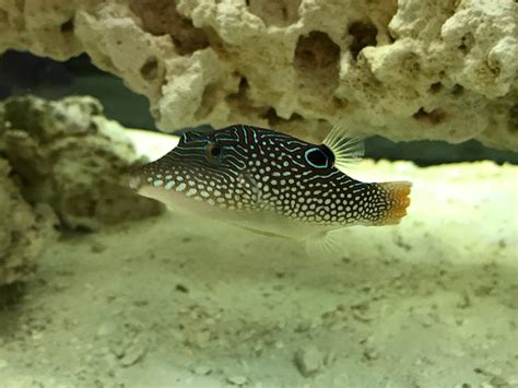Blue Spotted Toby Puffer With Any Corals Reef2reef Saltwater And