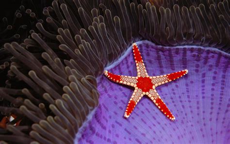 Necklace Sea Star On Anemone