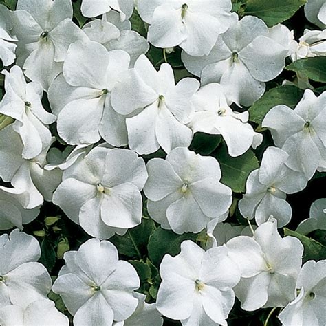 Accent White Impatiens Impatiens Horticultural Products And Services