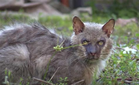 Abandoned Werewolf Cat Rescued From Life Of Pain Just Pawsome Pets
