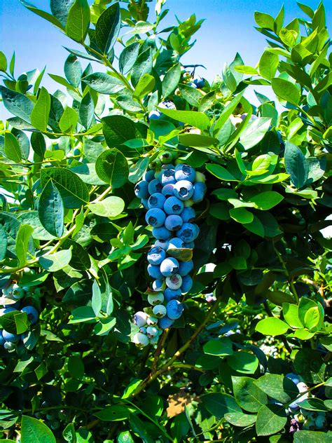 Buy Emerald Blueberry Bushes Online The Tree Center