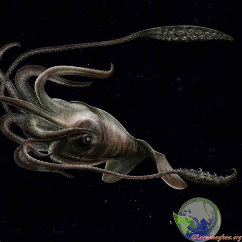 اسکوئید مهیب Colossal squid Mesonychoteuthis hamiltoni
