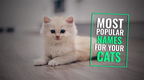 Most Popular Male And Female Cat Names Of Petmoo