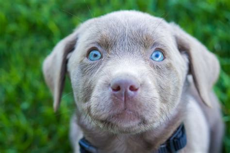Female Silver Lab Puppy — Placed Puppy Steps Training