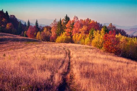 Colorful Autumn Morning In The Carpathian Mountain Forest Stock Photo