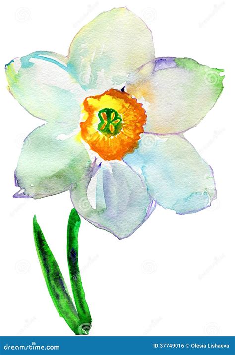 Narcissus Flower Watercolor Stock Illustration Illustration Of Green